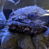 Jawuray